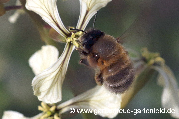 Anthophora plumipes – Frühlings-Pelzbiene (Weibchen)