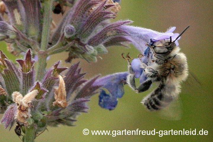 Anthophora quadrimaculata (Männchen) auf Nepeta x faassenii – Vierfleck-Pelzbiene auf Blauminze