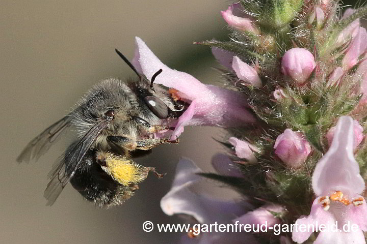 Nicht mehr ganz taufrisches (ausgebleicht, abgeflogen) Weibchen von Anthophora quadrimaculata