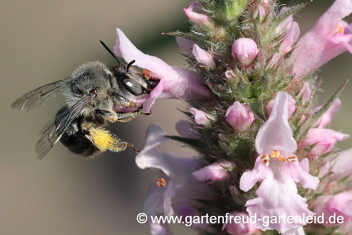 Anthophora quadrimaculata auf Stachys officinalis