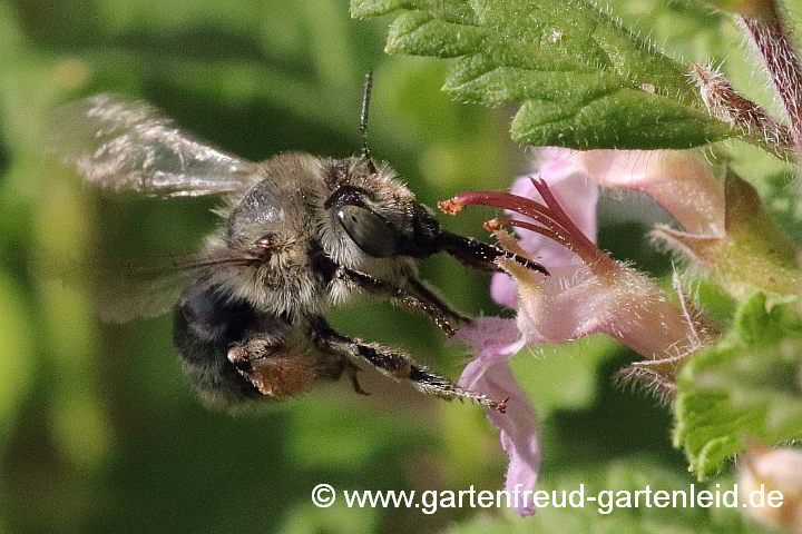 Anthophora quadrimaculata (Weibchen) an Teucrium chamaedrys (Edel-Gamander)