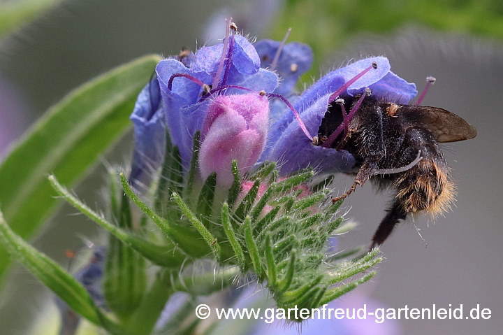 Hummeldame mit Milbe auf Echium vulgare – Gewöhnlicher Natternkopf