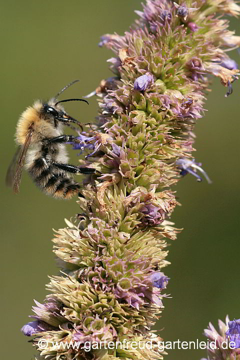 Agastache rugosa – Korea-Minze mit Acker-Hummel