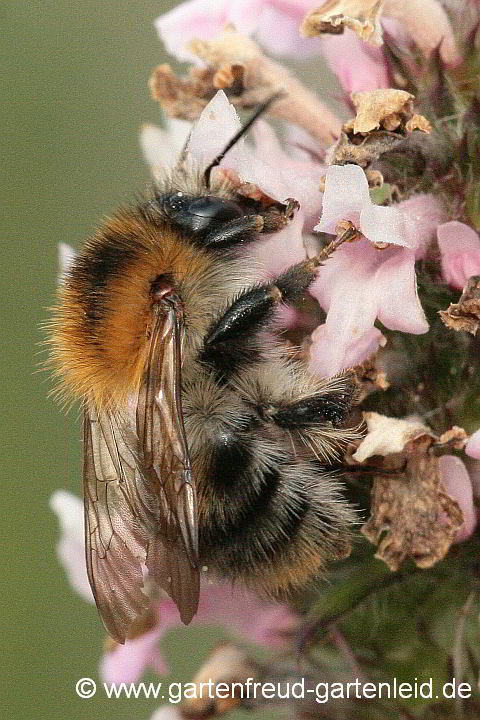 Bombus pascuorum an Stachys officinalis