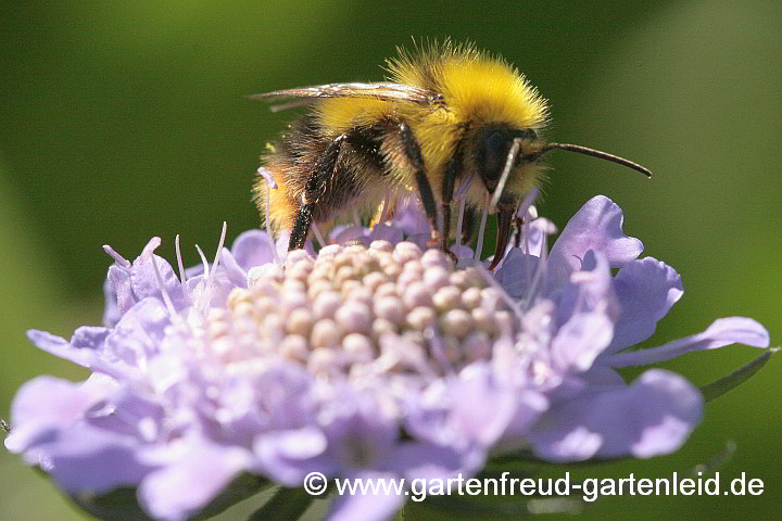 Männchen der Wiesen-Hummel (Bombus pratorum) an Scabiosa columbaria 'Nana'