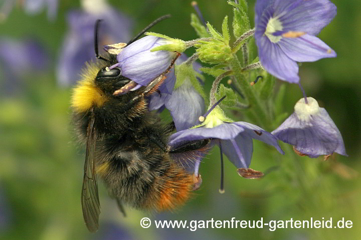 Weibchen der Wiesen-Hummel (Bombus pratorum) an Veronica teucrium