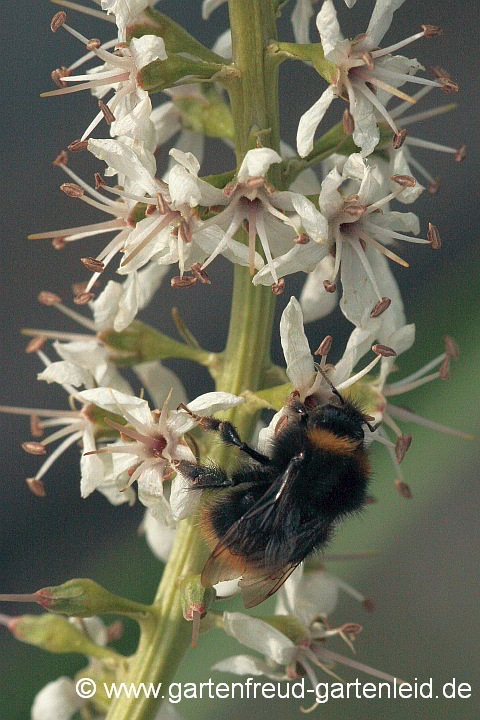 Distelhummel (Bombus soroeensis, Weibchen) auf Lysimachia ephemerum (Iberischer Felberich)