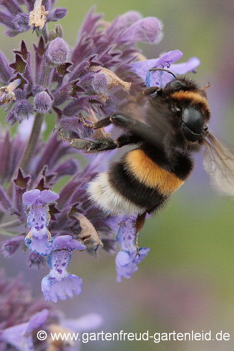 Bombus terrestris (Königin) an Nepeta 'Walkers Low' – Dunkle Erdhummel an Blauminze