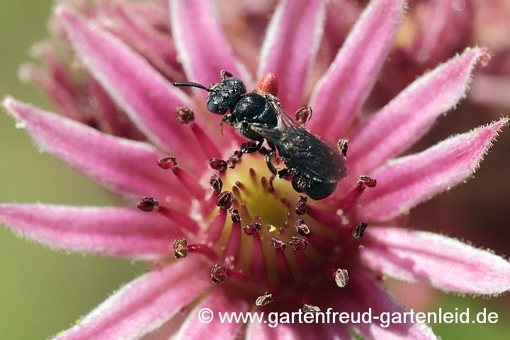 Ceratina cyanea (Männchen), hier auf Sempervivum (Hauswurz)