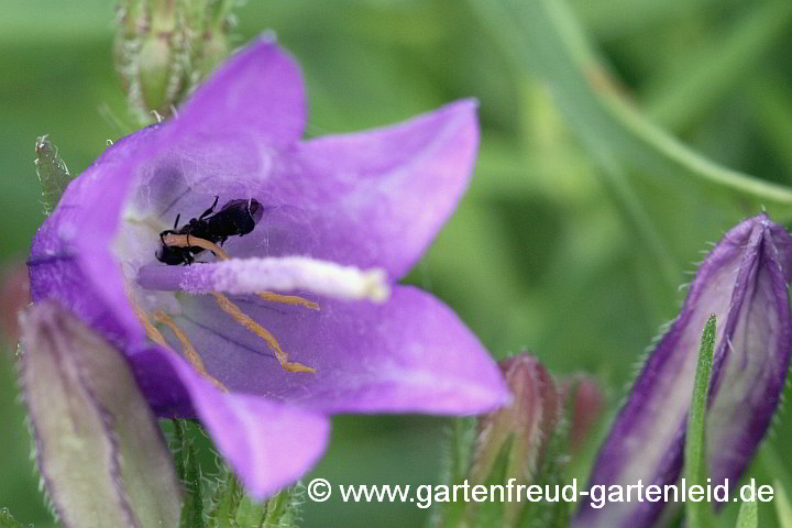 Campanula sibirica – Sibirische Glockenblume mit Scherenbiene (Chelostoma)