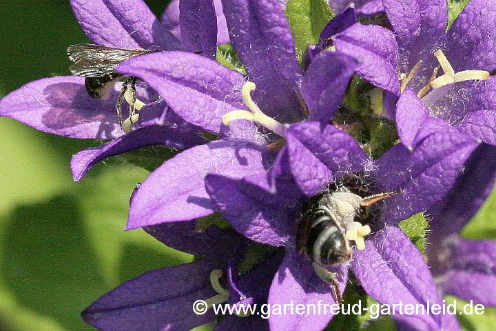 Campanula glomerata (Knäuel-Glockenblume) mit Chelostoma rapunculi (li.) und Lasioglossum costulatum (re.)