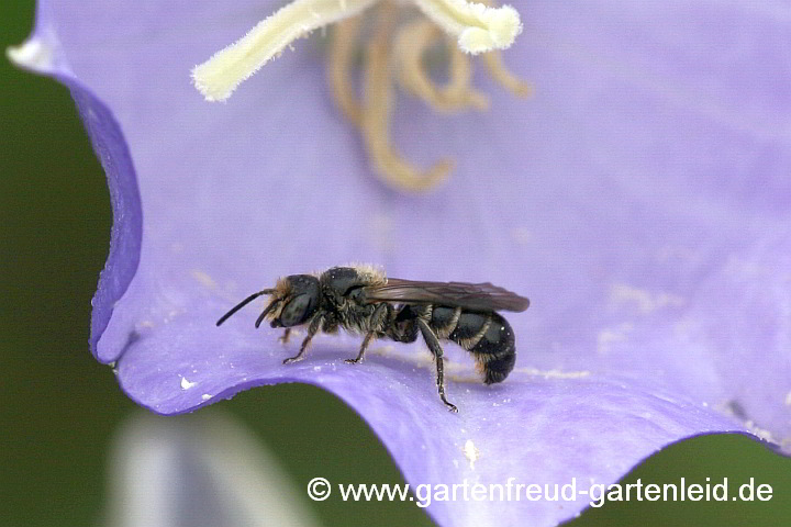 Chelostoma rapunculi (Männchen) auf Campanula persicifolia