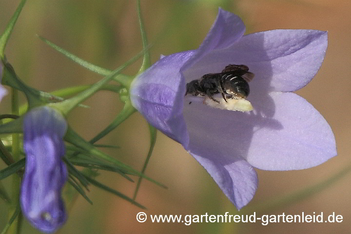 Campanula rotundifolia (Rundblättrige Glockenblume) mit Chelostoma rapunculi (Weibchen)