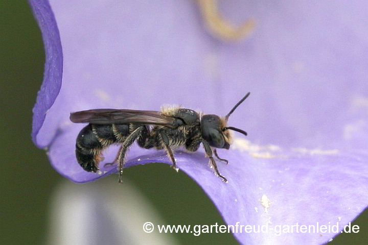 Campanula persicifolia (Pfirsichblättrige Glockenblume) mit Chelostoma rapunculi (Männchen)