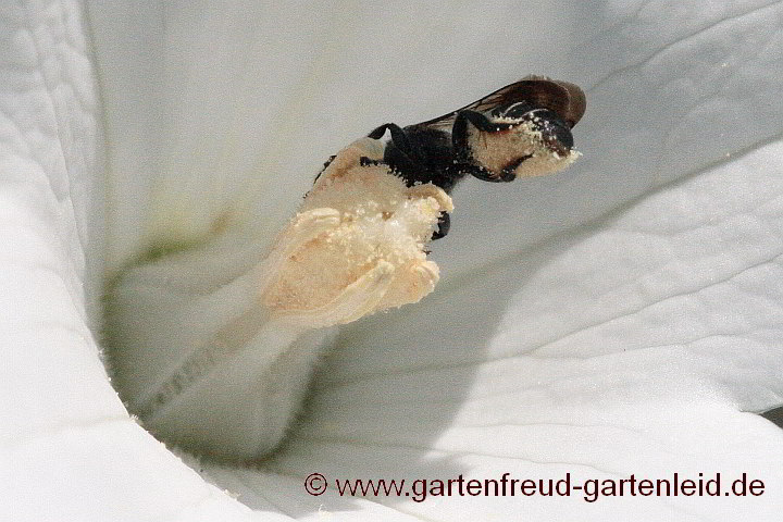 Platycodon grandiflorus 'Album' (Ballonblume) mit Chelostoma rapunculi (Weibchen)