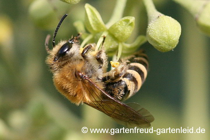 Colletes hederae (Weibchen) an einer Efeu-Blüte