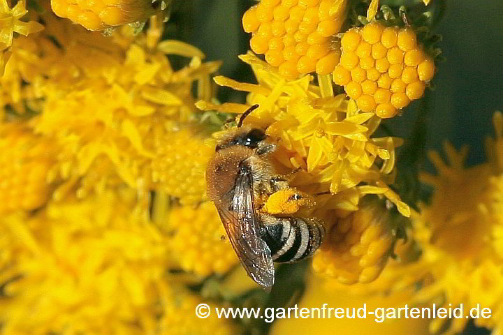 Colletes similis sammelt an Galatella linosyris (Aster linosyris)