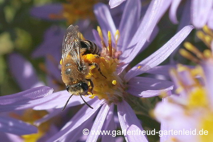 Colletes similis sammelt Pollen von Galatella sedifolia 'Nana' – Sedumblättrige Aster