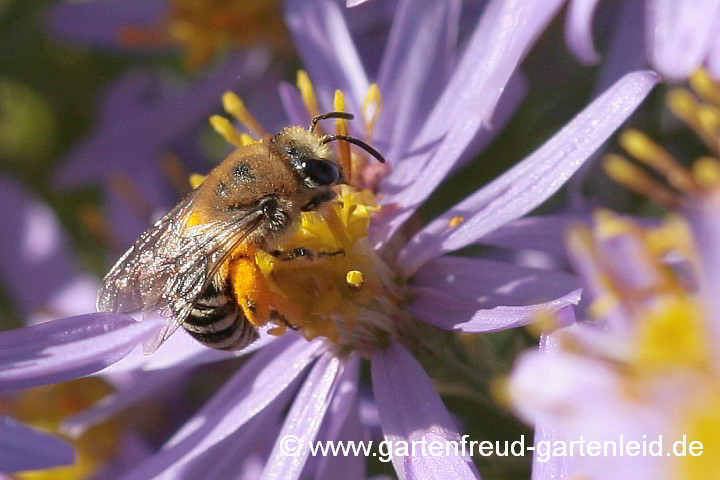 Colletes similis (Weibchen) sammelt Pollen von Galatella sedifolia 'Nanus'