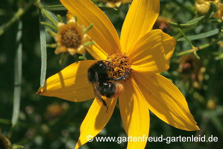 Coreopsis verticillata 'Grandiflora' – Mädchenauge mit Steinhummel