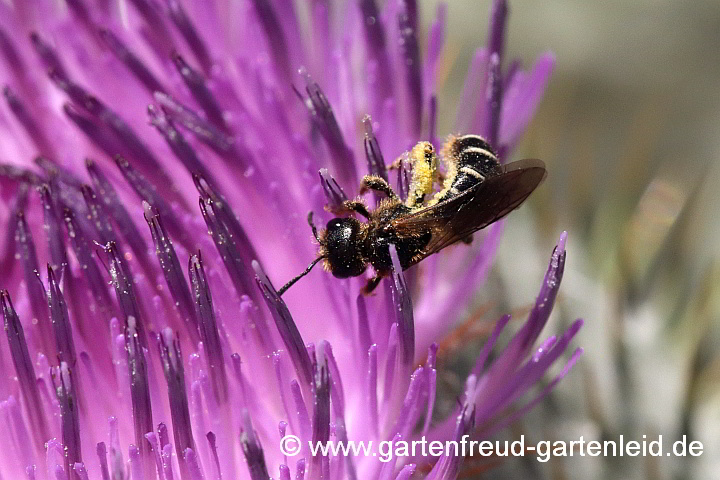 Halictus rubicundus (Weibchen), hier auf Eselsdistel (Onopordum)