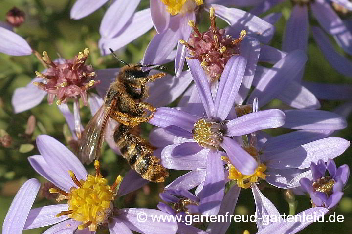 Halictus scabiosae (Gelbbindige Furchenbiene, Weibchen) auf Aster pyrenaeus 'Lutetia'