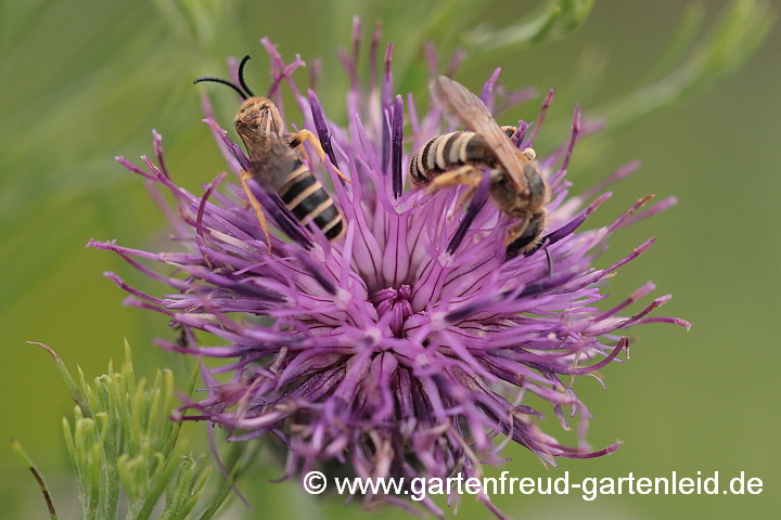 Halictus scabiosae Männchen (li.) und Weibchen auf Centaurea scabiosa