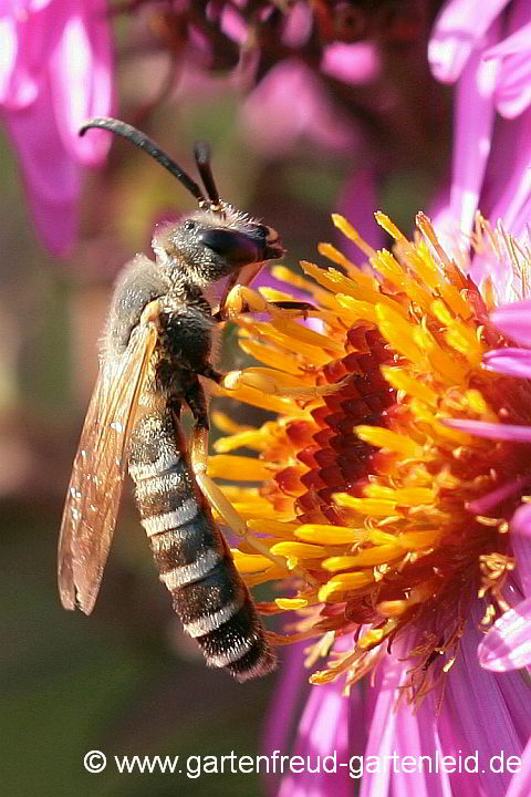 Halictus scabiosae (Männchen) auf Symphyotrichum novae-angliae