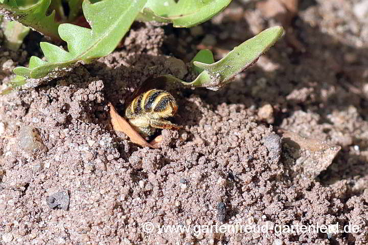Ein Halictus-scabiosae-Weibchen entert sein Nest in der Erde