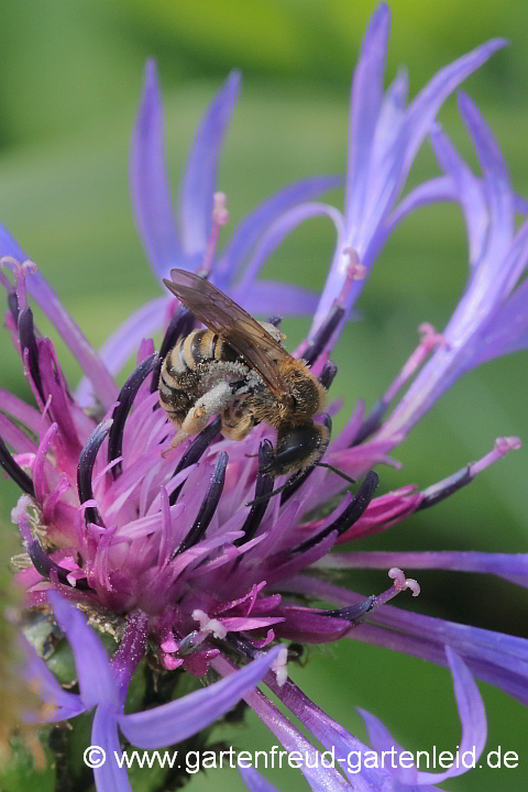 Halictus scabiosae (Gelbbindige Furchenbiene, Weibchen) auf Centaurea montana (Berg-Flockenblume)