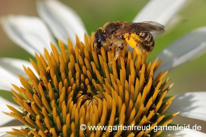 Halictus scabiosae (Gelbbindige Furchenbiene, Weibchen) auf Echinacea purpurea 'Alba'