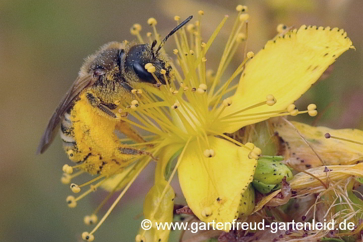 Halictus scabiosae (Weibchen) sammelt Pollen von Hypericum perforatum