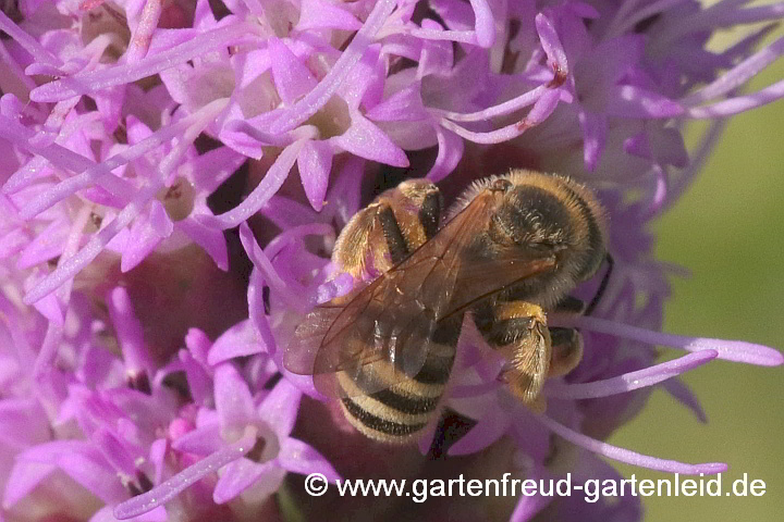 Halictus scabiosae (Weibchen) sammelt Pollen von Liatris spicata