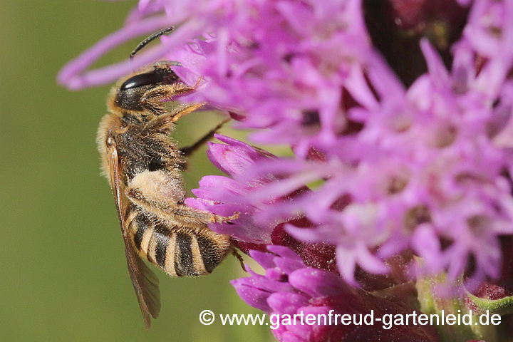 Halictus scabiosae (Weibchen) sammelt Pollen von Liatris spicata