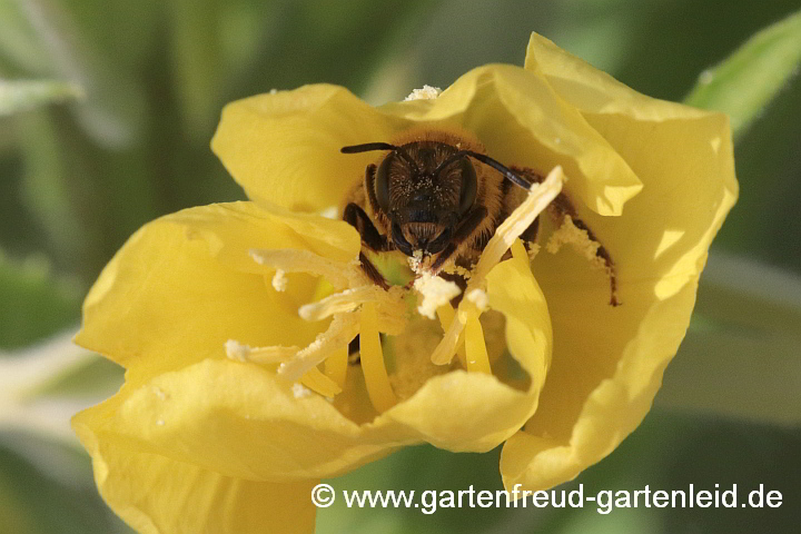 Halictus scabiosae weiblich mit Pollen auf Oenothera biennis