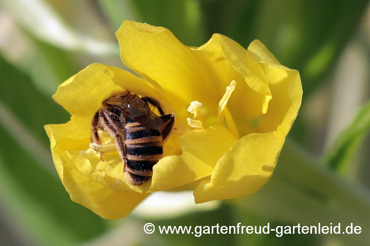 Halictus scabiosae weiblich auf Blüte von Oenothera biennis