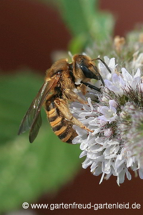 Halictus scabiosae (Weibchen) auf Schweizer Minze (Mentha)