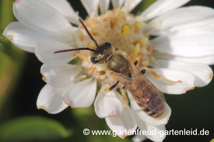 Halictus subauratus (Männchen), hier auf Solidago ptarmicoides – Gold-Furchenbiene (Männchen), hier auf Weißer Goldrute