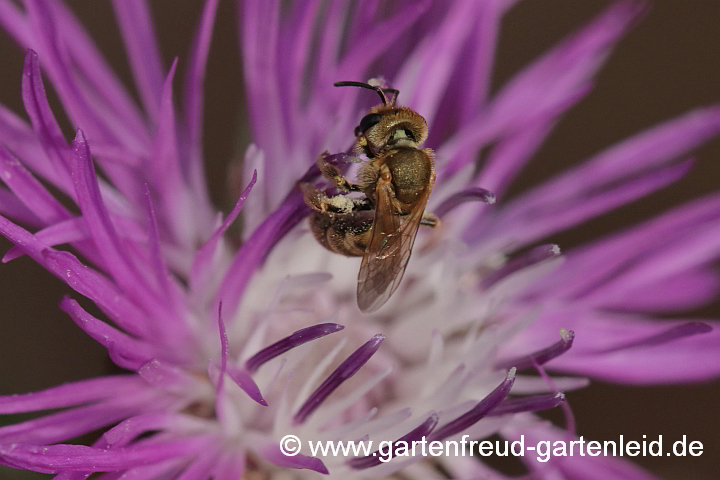 Halictus subauratus (Gold-Furchenbiene, Weibchen) auf Centaurea jacea (Wiesen-Flockenblume)