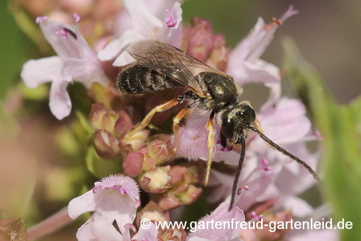 Halictus tumulorum (Gewöhnliche Furchenbiene, Männchen)