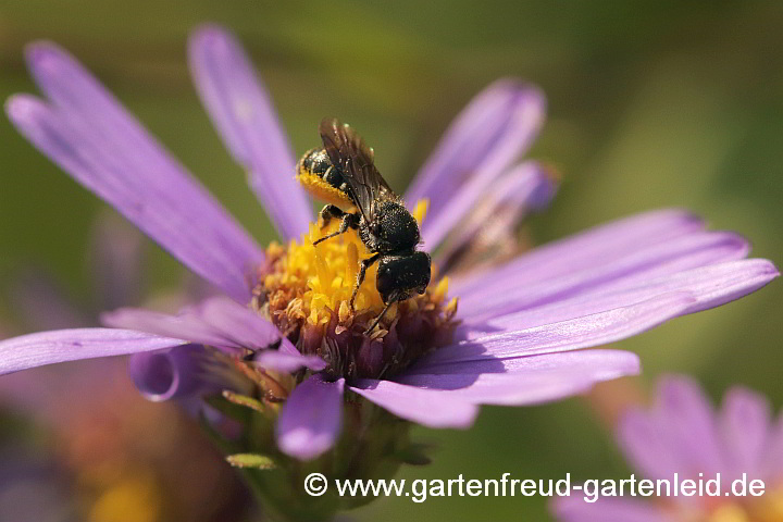 Heriades truncorum (Weibchen) auf Aster amellus (Berg-Aster)