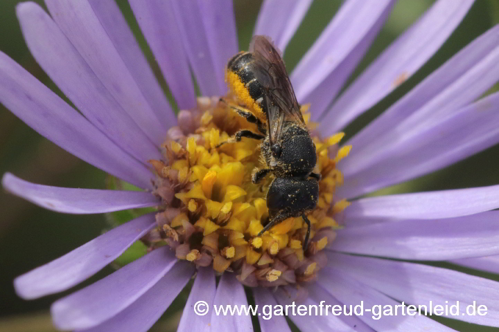 Heriades truncorum bei Pollensammeln auf Aster amellus – Berg-Aster
