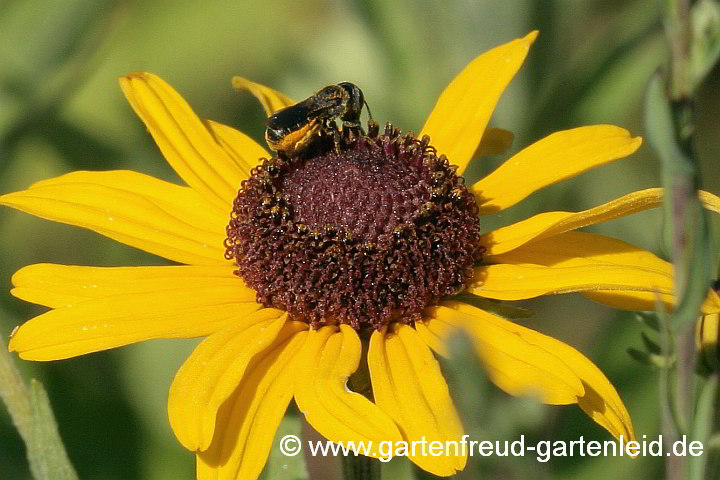 Heriades truncorum (Weibchen) auf Rudbeckia subtomentosa