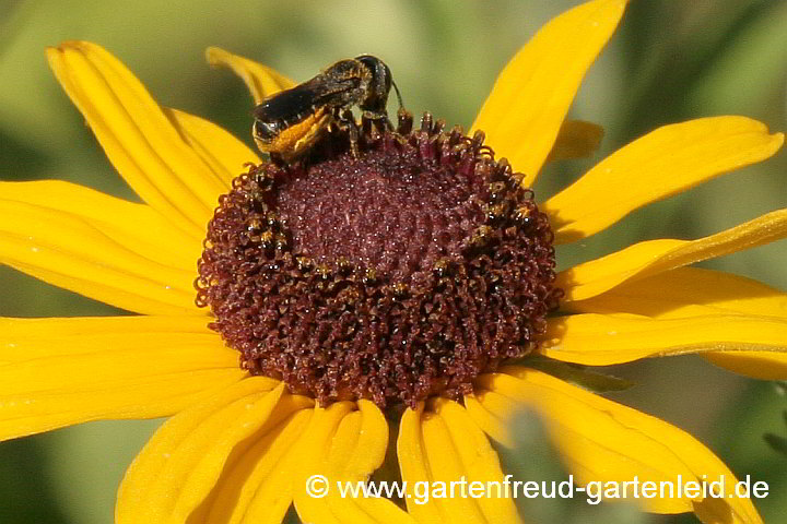 Rudbeckia subtomentosa mit Heriades truncorum – Schwachfilziger Sonnenhut und Gewöhnliche Löcherbiene