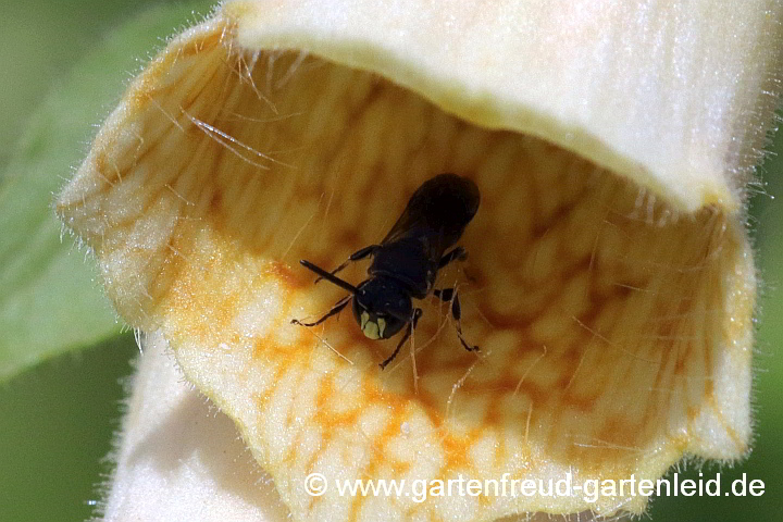 Maskenbienen-Mann (Hylaeus) in Digitalis-ferruginea-Blüte (Rostiger Fingerhut)