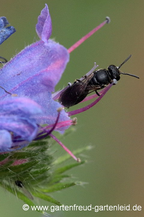 Eine Maskenbiene (Hylaeus, Weibchen) an Echium vulgare