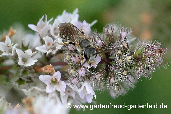 Lasioglossum albipes (Männchen) auf Schweizer Minze