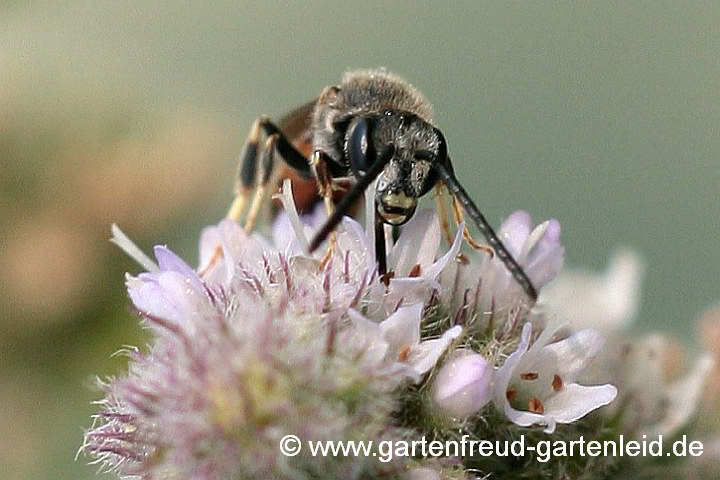 Lasioglossum calceatum (Männchen), hier an Pfefferminze