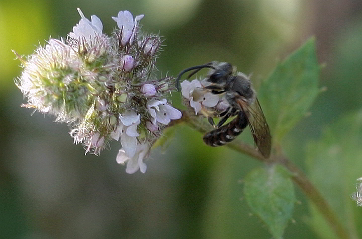 Schweizer Minze mit Schmalbienen-Männchen (Lasioglossum calceatum)