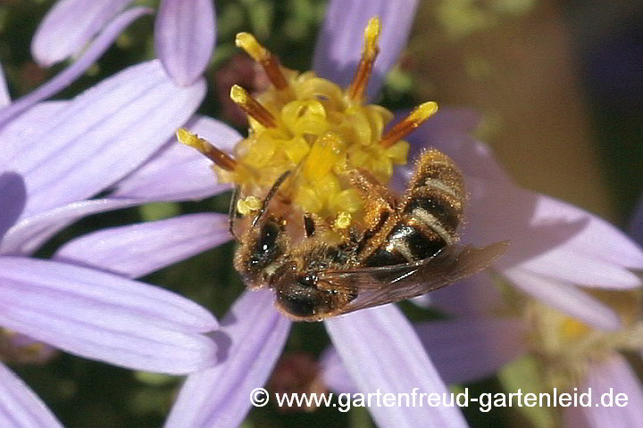 Lasioglossum calceatum (Weibchen), hier an Aster pyrenaeus 'Lutetia'